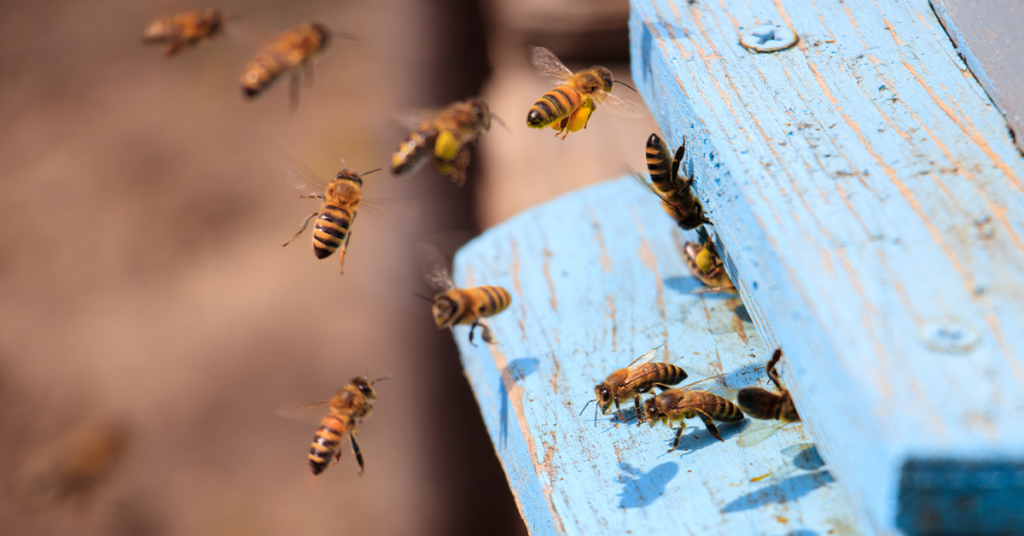 Journée mondiale des abeilles 2022